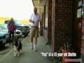 Watch Medivet America, Pet Health through Stem Cell Technology! Video