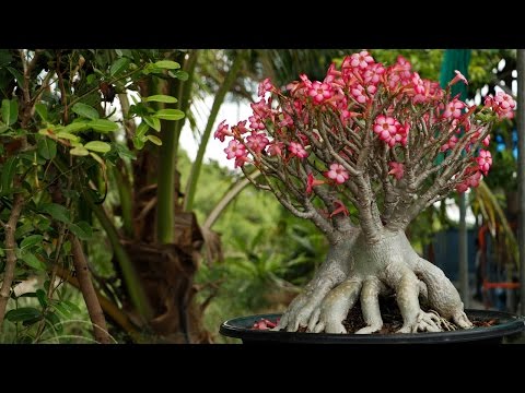 งามตระการตา! ราชินีพันดอก ชวนชมในฝันของใครหลายคน