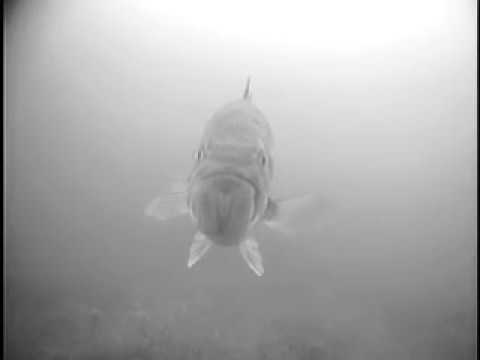 pike ice fishing trip in Michigan underwater camera action