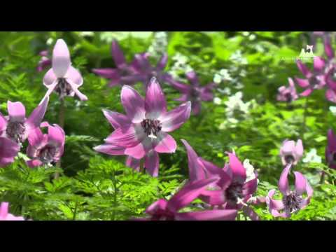 浅虫温泉・湯ノ島カタクリ - カタクリの花 - 0405A