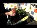 How To Repot House Plants