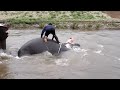 My wife swimming with elephants - part 2