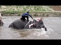 My wife swimming with elephants - part 2