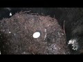 Condor Nest Update 2009