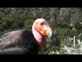 Ventana Wildlife Society's 2009 California Condor Nest Update