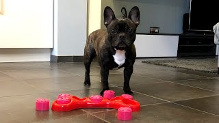 Funny Dog VS Mind Game: Flor The Frenchie