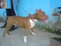 Randy mi american stanford terrier
