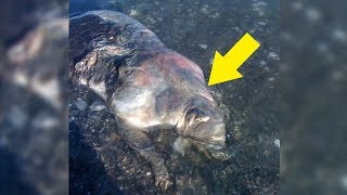 5 Real Life Monsters That Appeared Out Of Nowhere!
