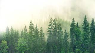 Звуки Природы 10 Часов | Дождь Для Сна | Sounds Of Nature 10 Hours | Sounds Of The Rain
