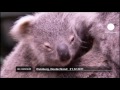 Baby koala becomes a star in Germany - no comment