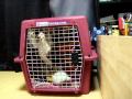 Kaiser The Beagle - Beagle Puppy Crate Training
