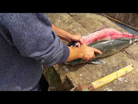 ловля рыбы на мясо рыбы видео ловля рыбы на мясо рыбы видео