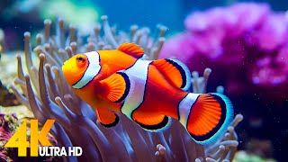 Aquarium 4K  (ULTRA HD) 🐠 Beautiful Coral Reef Fish - Relaxing Sleep Meditation 
