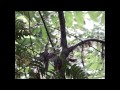 Hummingbirds Fighting