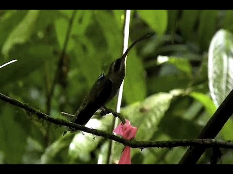 hummingbirds fighting youtube hummingbirds fighting youtube