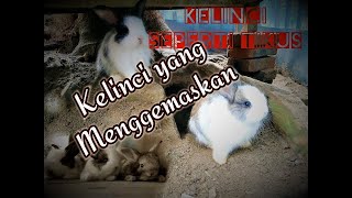 Kelinci Angora menggemaskan,,,berhasil melahirkan!!