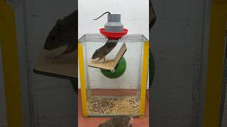 The Most Perfect Homemade Mouse Trap Idea // Mouse Trap 2 #Rattrap #Rat #Mousetrap #Shorts