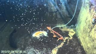 Testing Hikari Friend Food - Medakoi