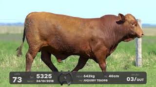 LOTE 73 - TOUROS BRANGUS - LEILÃO SÃO BIBIANO 2021