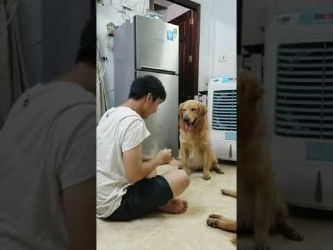 Chó golden | Sam siêu thông minh | Sam Đần