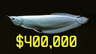 10 Expensive Fish That Can Make You Rich