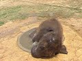 Baby Elephant Taking a Bath