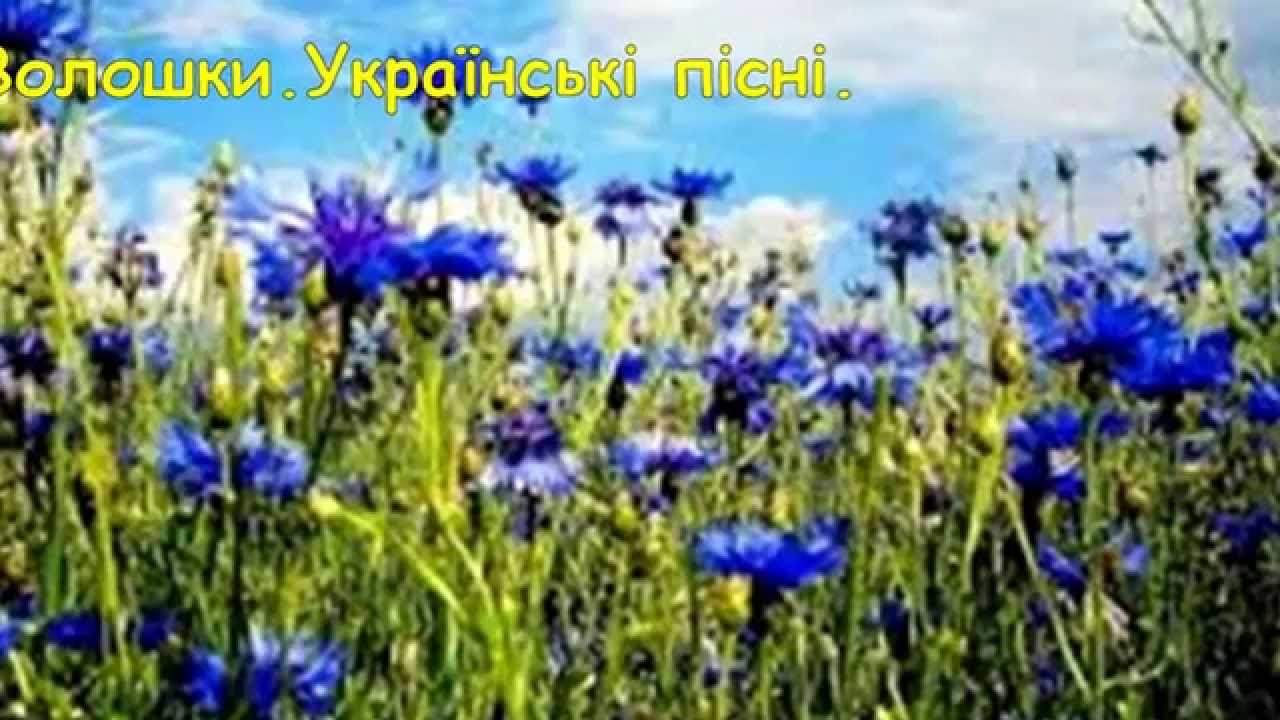 Летние синие цветы фото Летние синие цветы фото