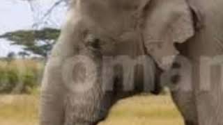 African Mammoth Trumpet