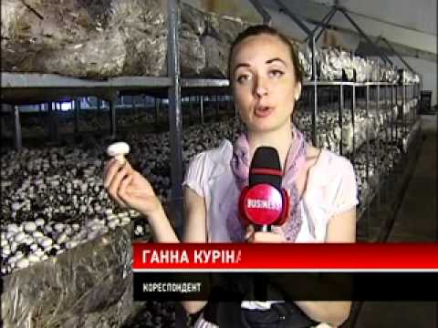 Малина для урала посадка и уход Малина для урала посадка и уход