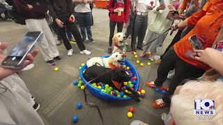 Virginia Tech Therapy Dog Celebrates 9Th Birthday