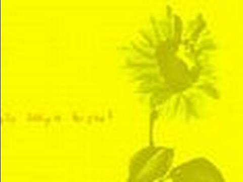 Sun Flower