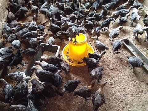 TRẠI GÀ ÁC TẦN XUÂN MINH - Gà ác giống - Gà ác hầm thuốc bắcHotline: 0848 252 567