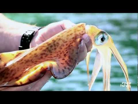  Harlem Shake on Fishing Squid                                   Cyprus