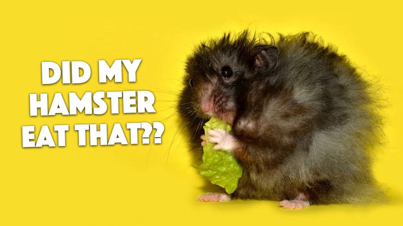 "WHY DOES MY HAMSTER EAT ITS BEDDING?" YouTube