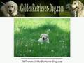 Golden Retriever Puppy Training – Careful what You Teach!