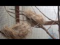 cara ternak burung berkicau prenjak sawah cara ternak burung berkicau prenjak sawah
