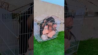 No Girl Inside Cage