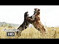 The Jungle Book (2016) - Shere Khan and Bagheera Fight Scene Tamil [6/15] | Movieclips Tamil