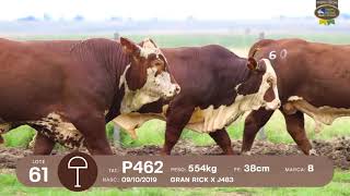 LOTE 59, 60, 61 | Remate Braford Estância do Sossego 2021