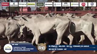 OFERTAS GALU AGROPECUÁRIA