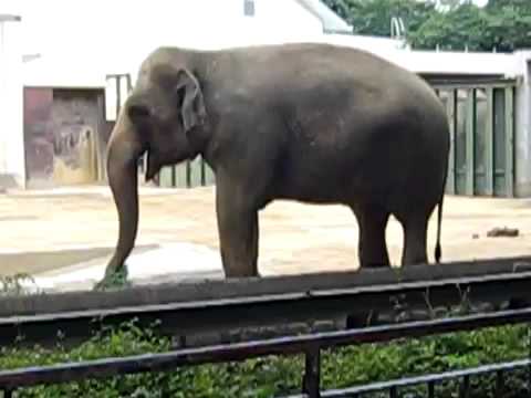 象さん　ぞうさん　神戸市立王子動物園