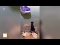 Top Viral Videos Of The Month - August 2019
