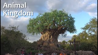 Tour of Animal Kingdom | Walt Disney World
