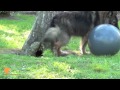 FinetunedCanines