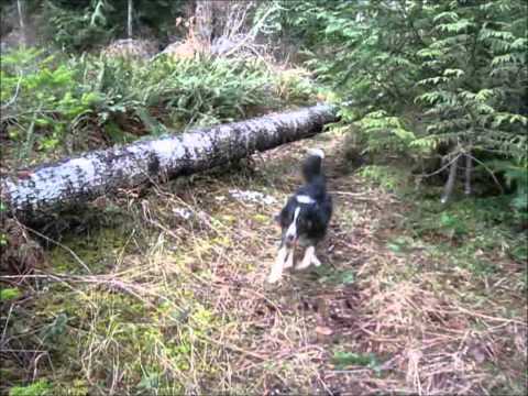 Pooch Pack Promo 7