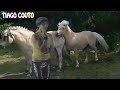Donkeys Mating Gay images Donkeys Mating Gay