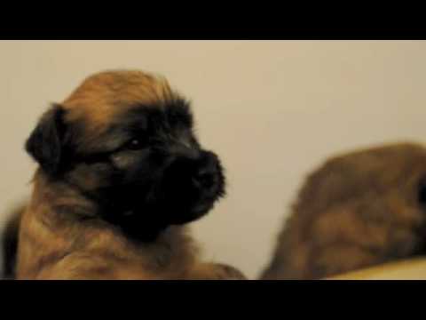 wheaten terrier puppies. Stella the Wheaten Terrier#39;s