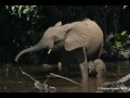 Endangered animals video