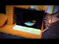 Bengal Cat Compilation - Silvestre y Sayuri - Recopilación Gato Bengali