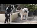 catfighting